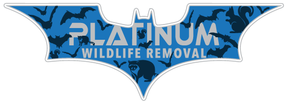 Oshtemo Wildlife Removal